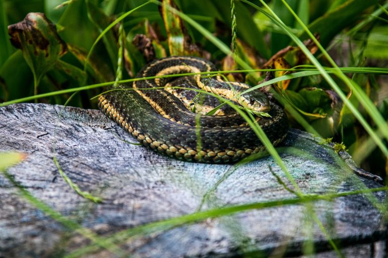 Different Types of Snakes in Georgia: Your Quick Guide