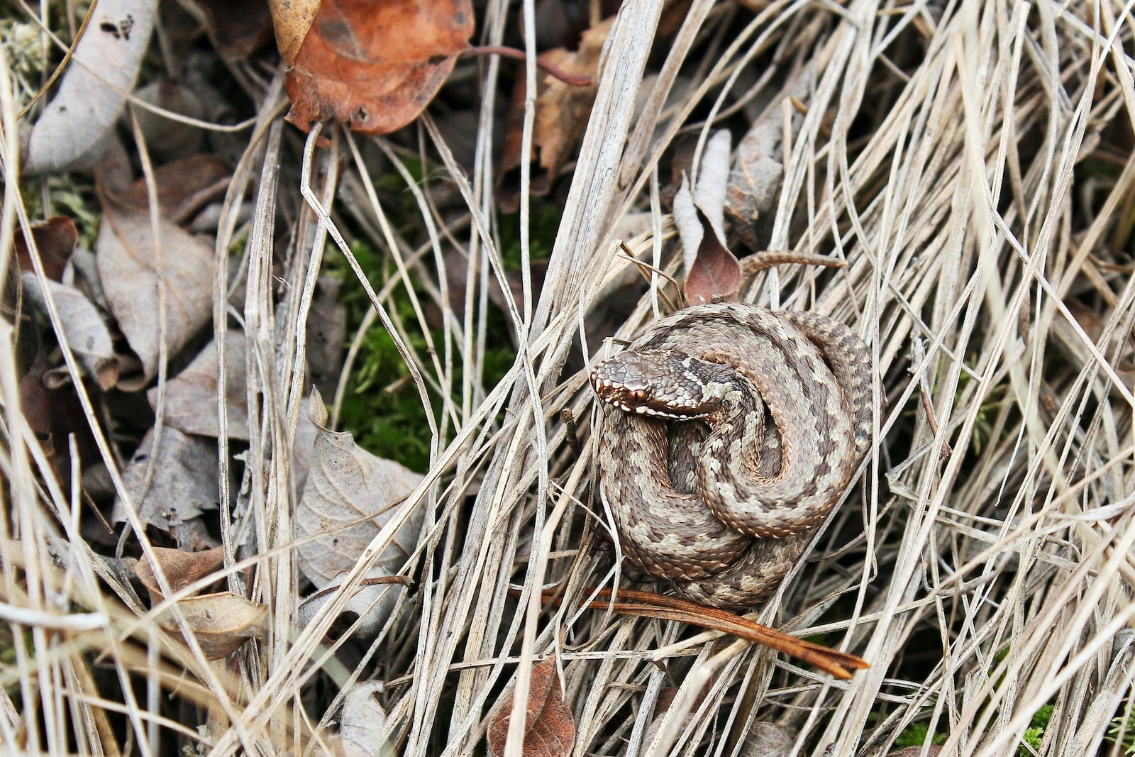 Types of Snakes in Idaho