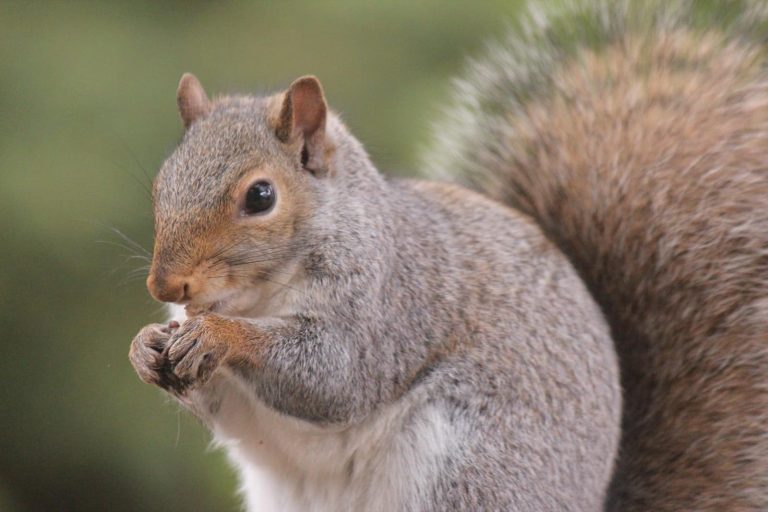 12 Different Types of Squirrels in the US