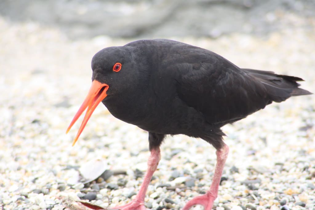 Variable Oystercatcher