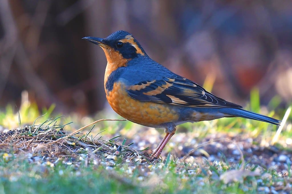 Varied Thrush