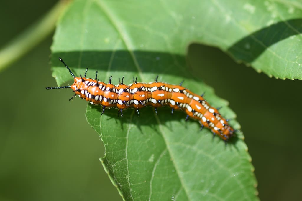 Variegated Fritillary Butterfly Caterpillar - types of caterpillars in colorado