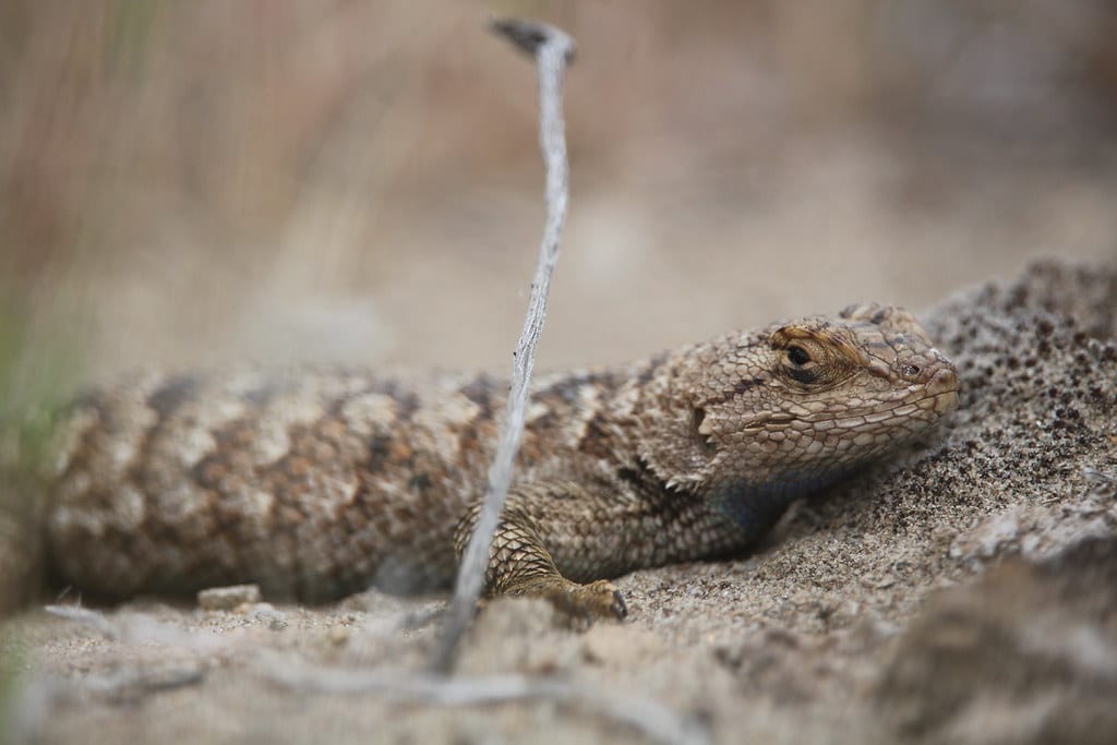 West Coast Fence Lizard