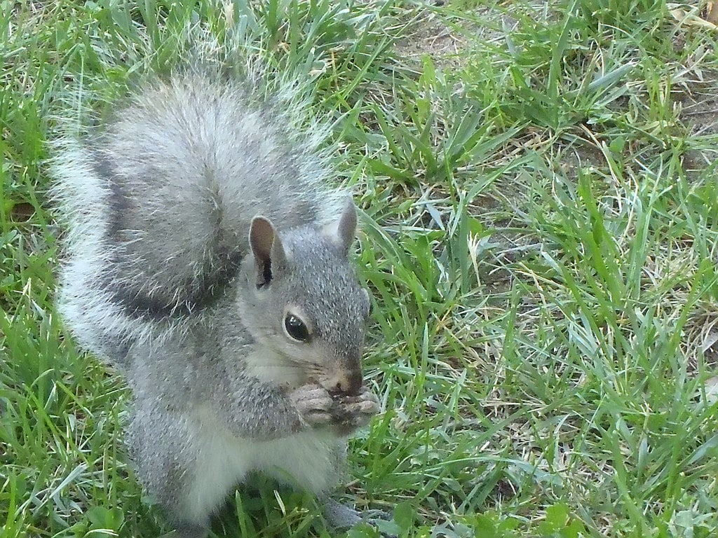 Western Gray Squirrel - Different Types of Squirrels 