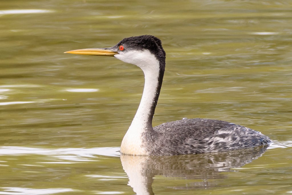 Western Grebe