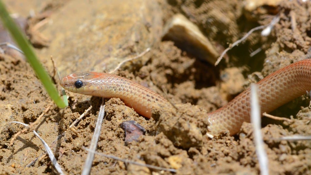 Western Groundsnake - Types of Snakes in Idaho