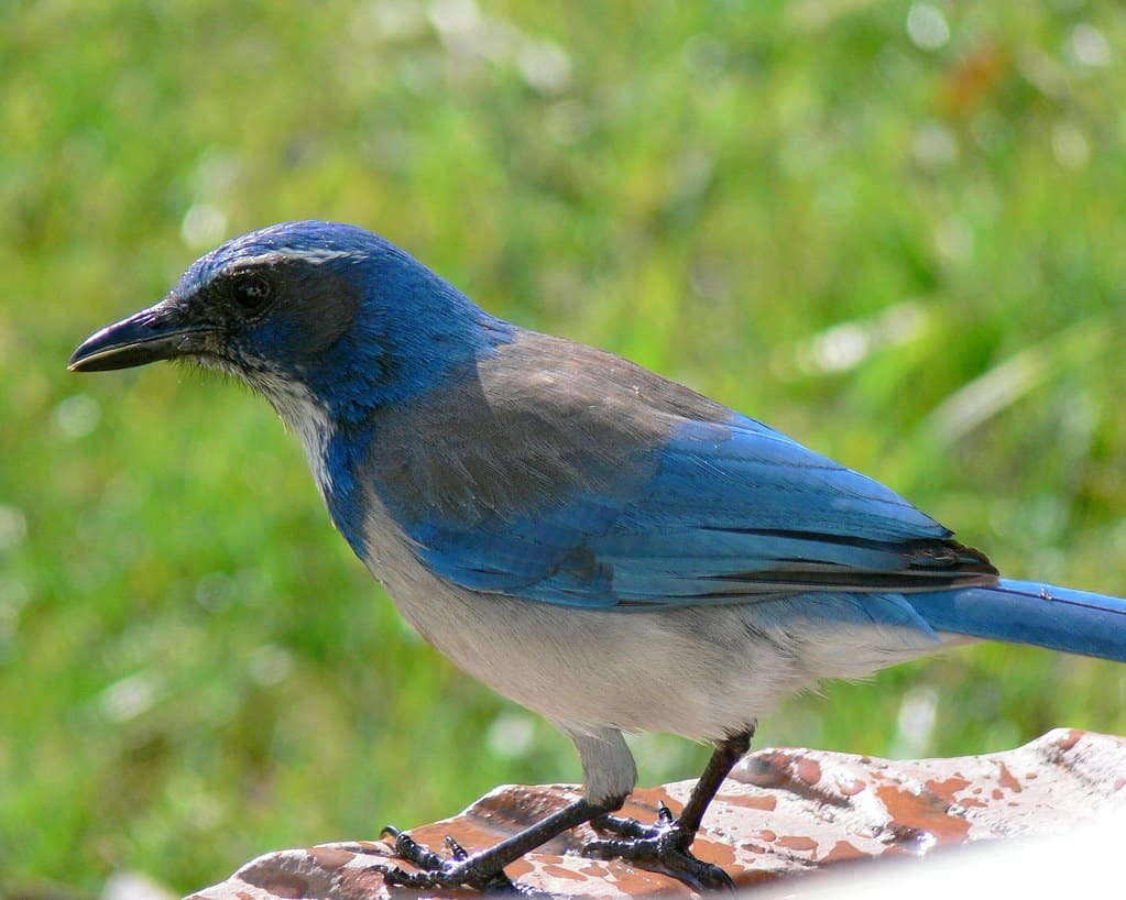 Western Scrub Jay