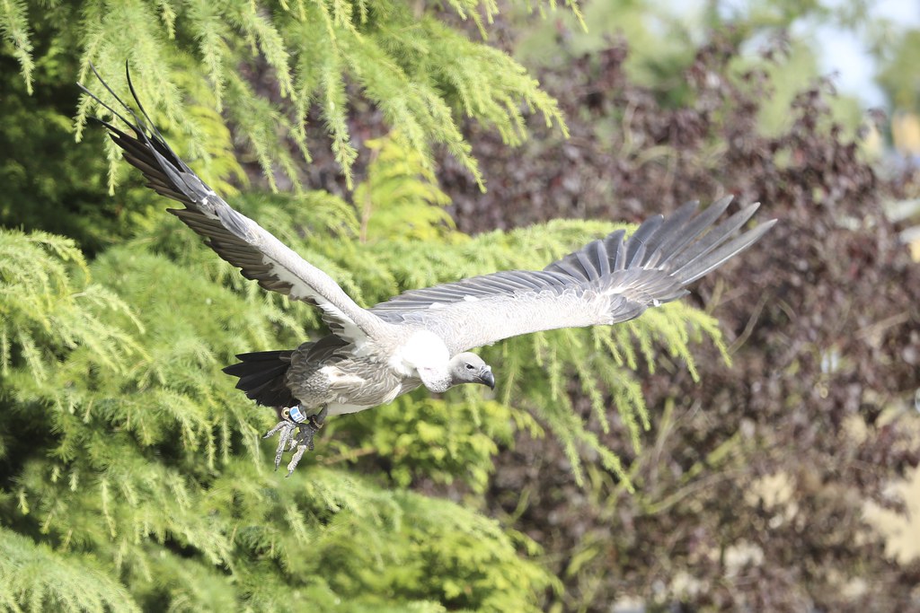 White-backed Vulture