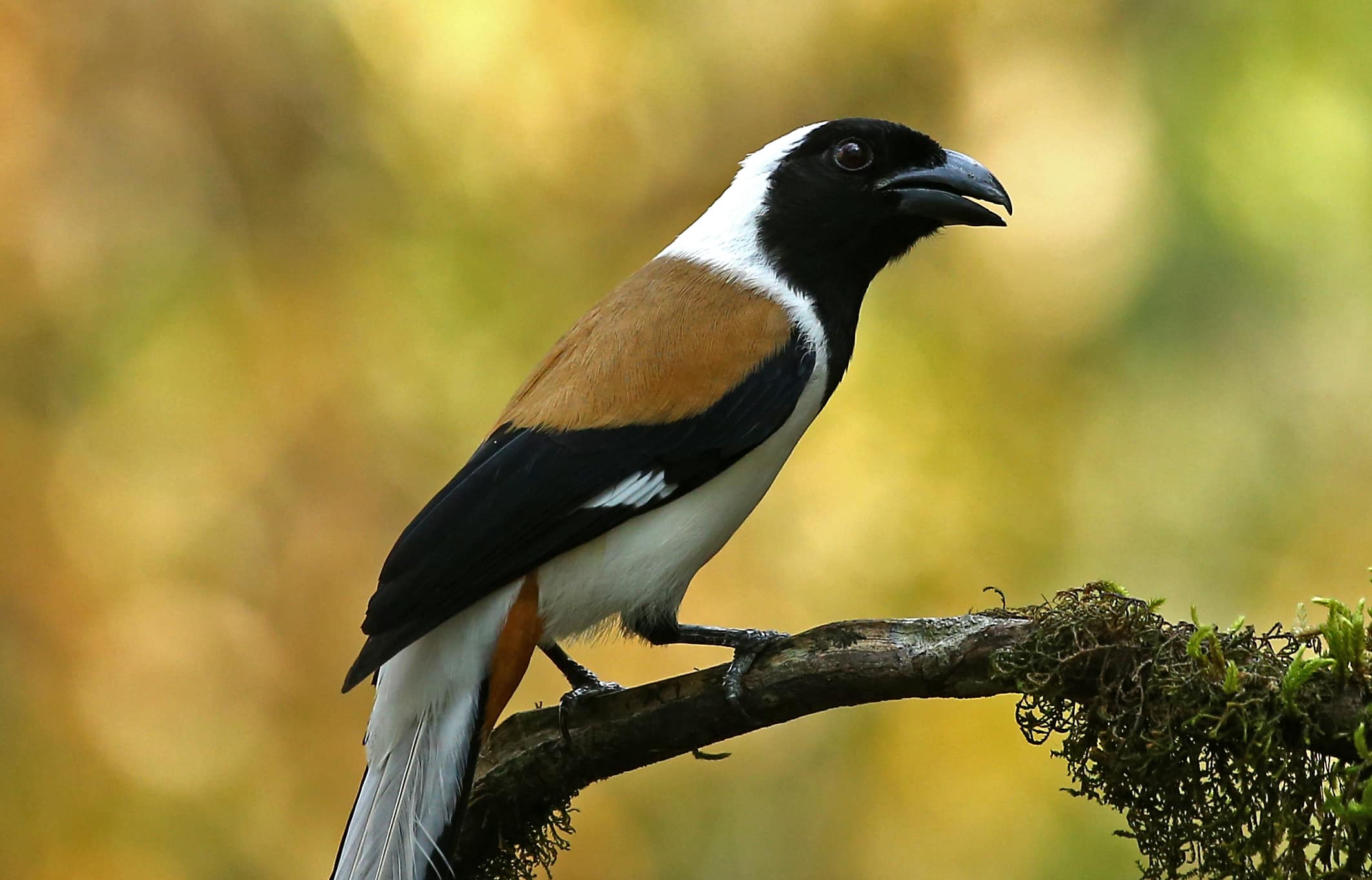 White-Bellied Treepie