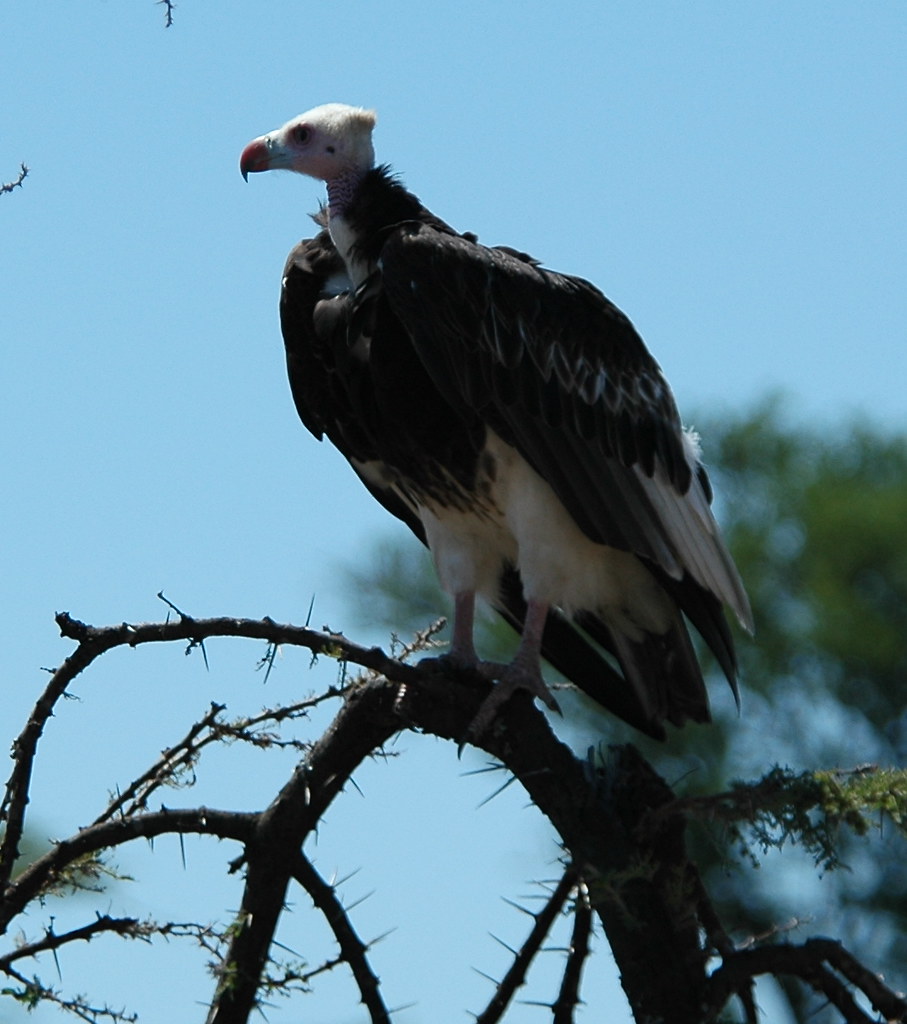 White-headed Vulture