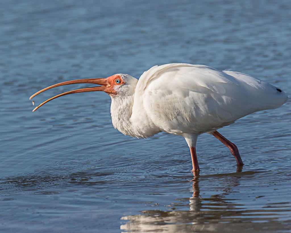 White Ibis