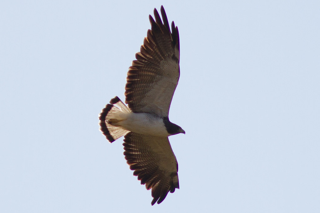 White-tailed Hawk