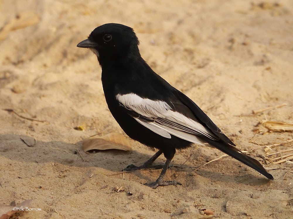 White-winged Black-Tit