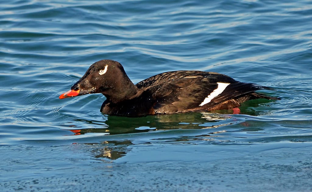 White-winged Scoter
