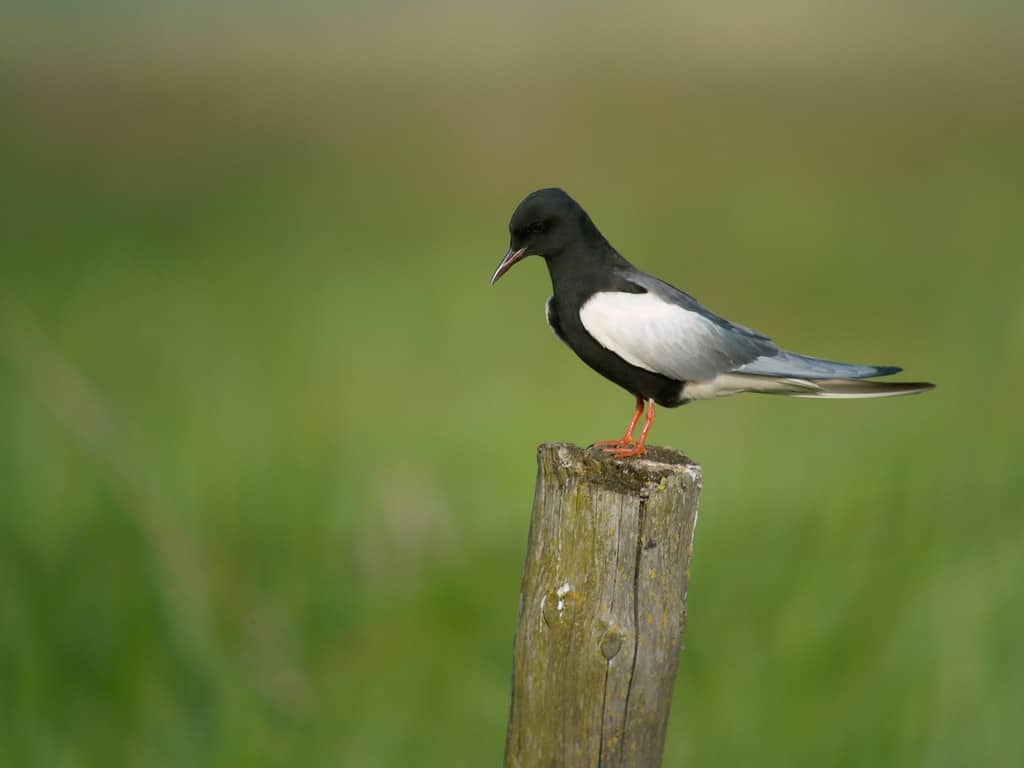 White-winged Tern