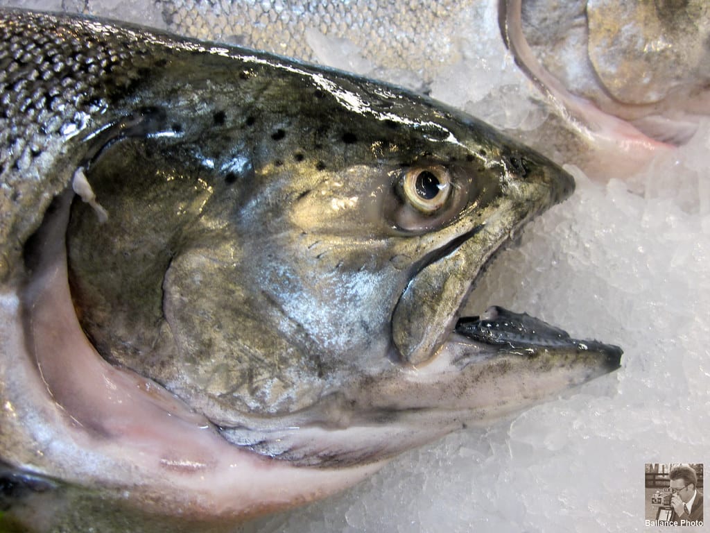 Wild Alaskan King Salmon