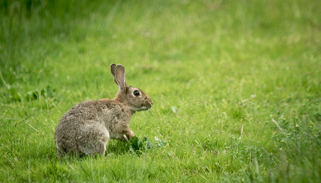 Wild Rabbit