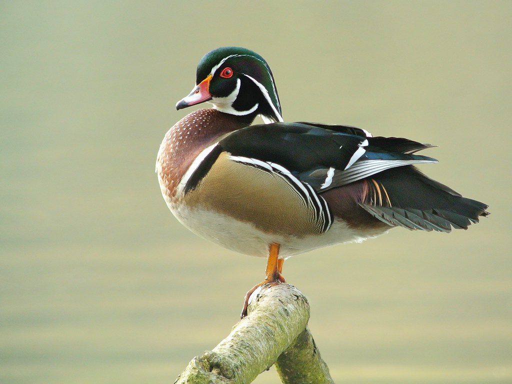 Wood Duck
