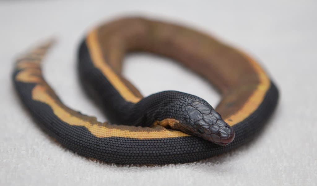 Yellow-Bellied Sea Snake 