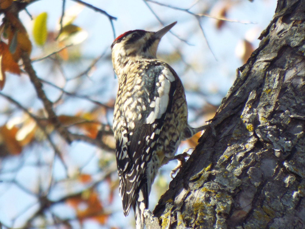Yellow-Bellied Woodpecker
