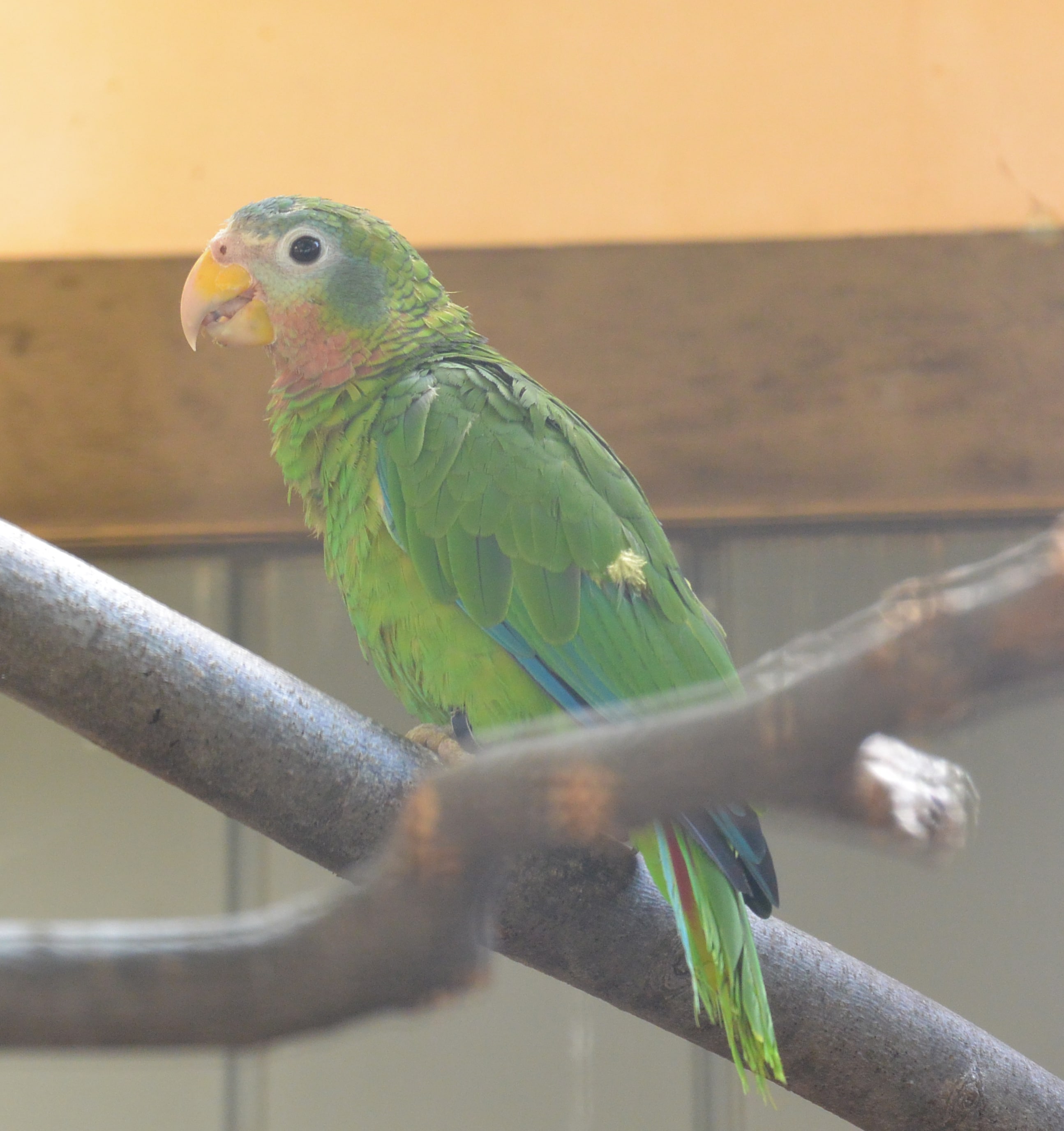 Yellow-billed Amazon Parrot