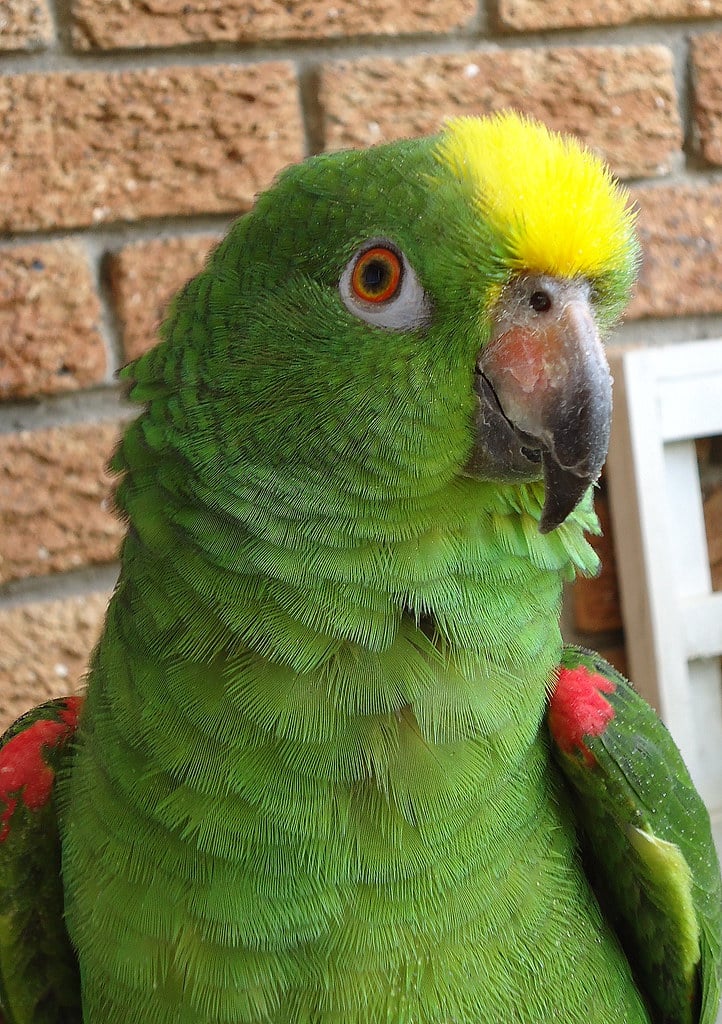 Yellow-crowned Amazon Parrot