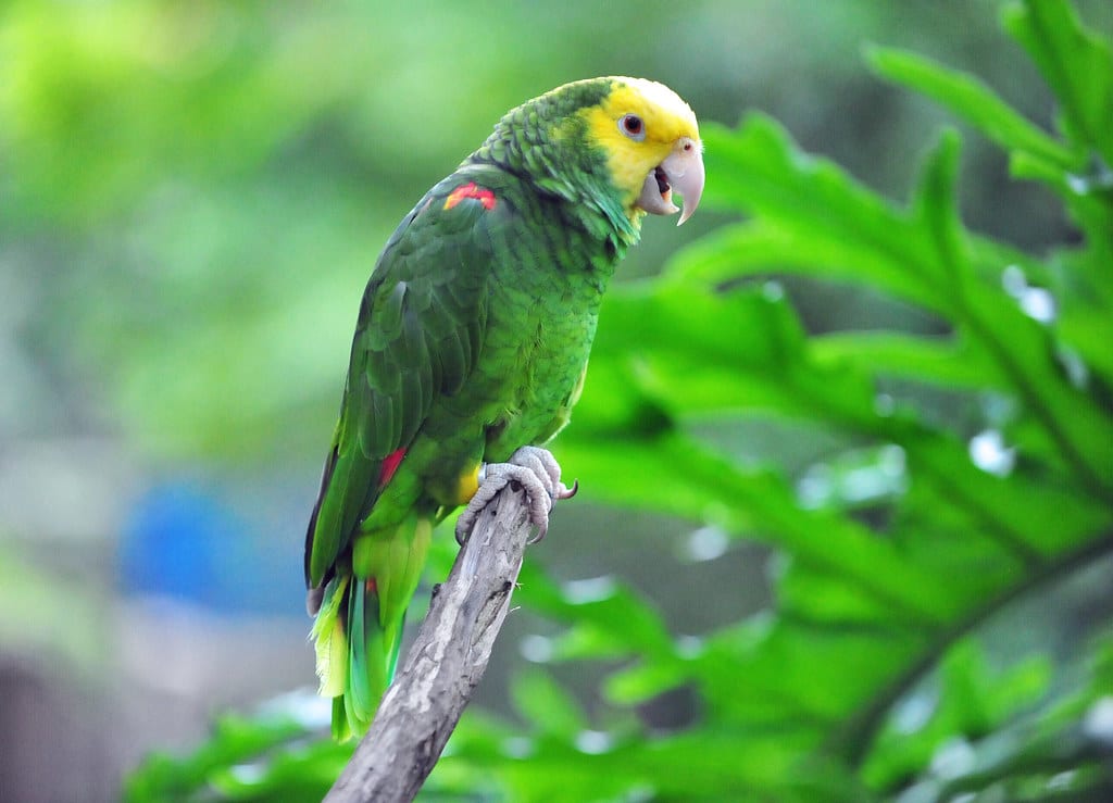 Yellow-headed Amazon