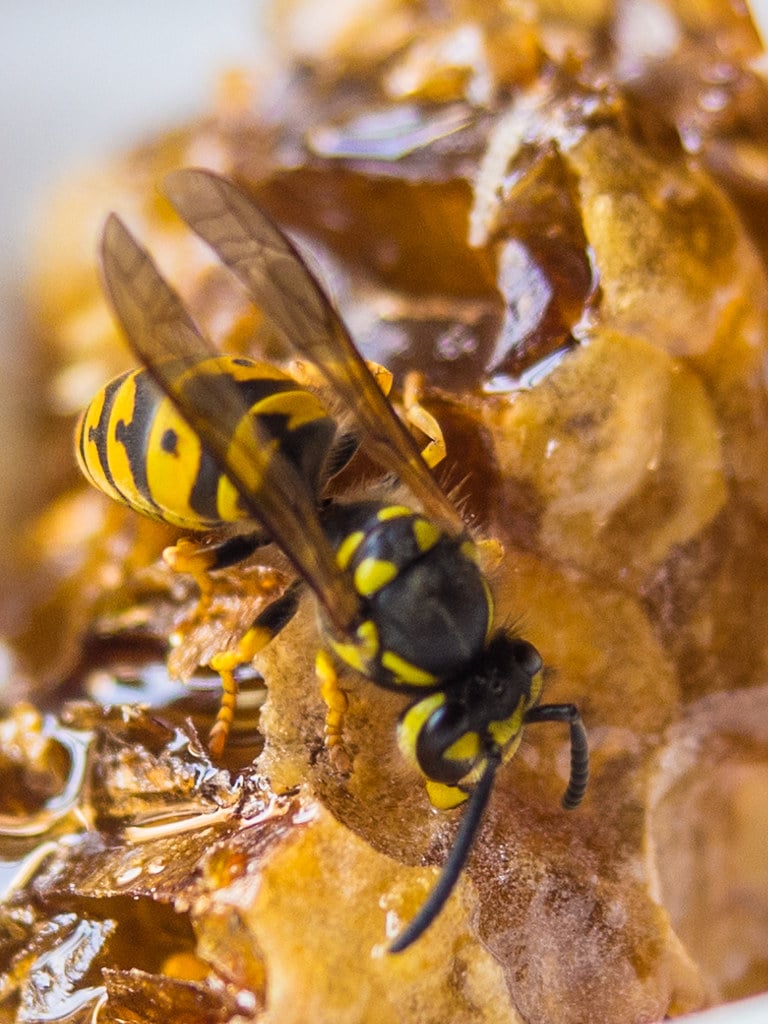 Yellow Jacket Wasp