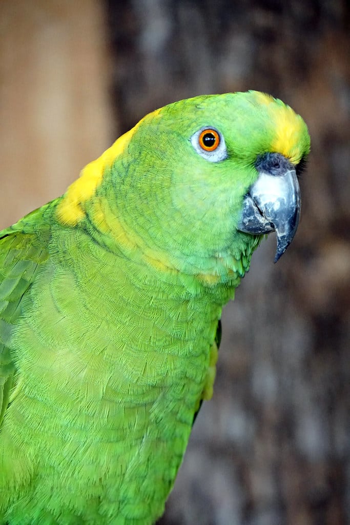 Yellow-naped Amazon