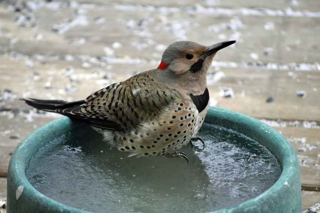 Yellow-Shafted Northern Woodpecker