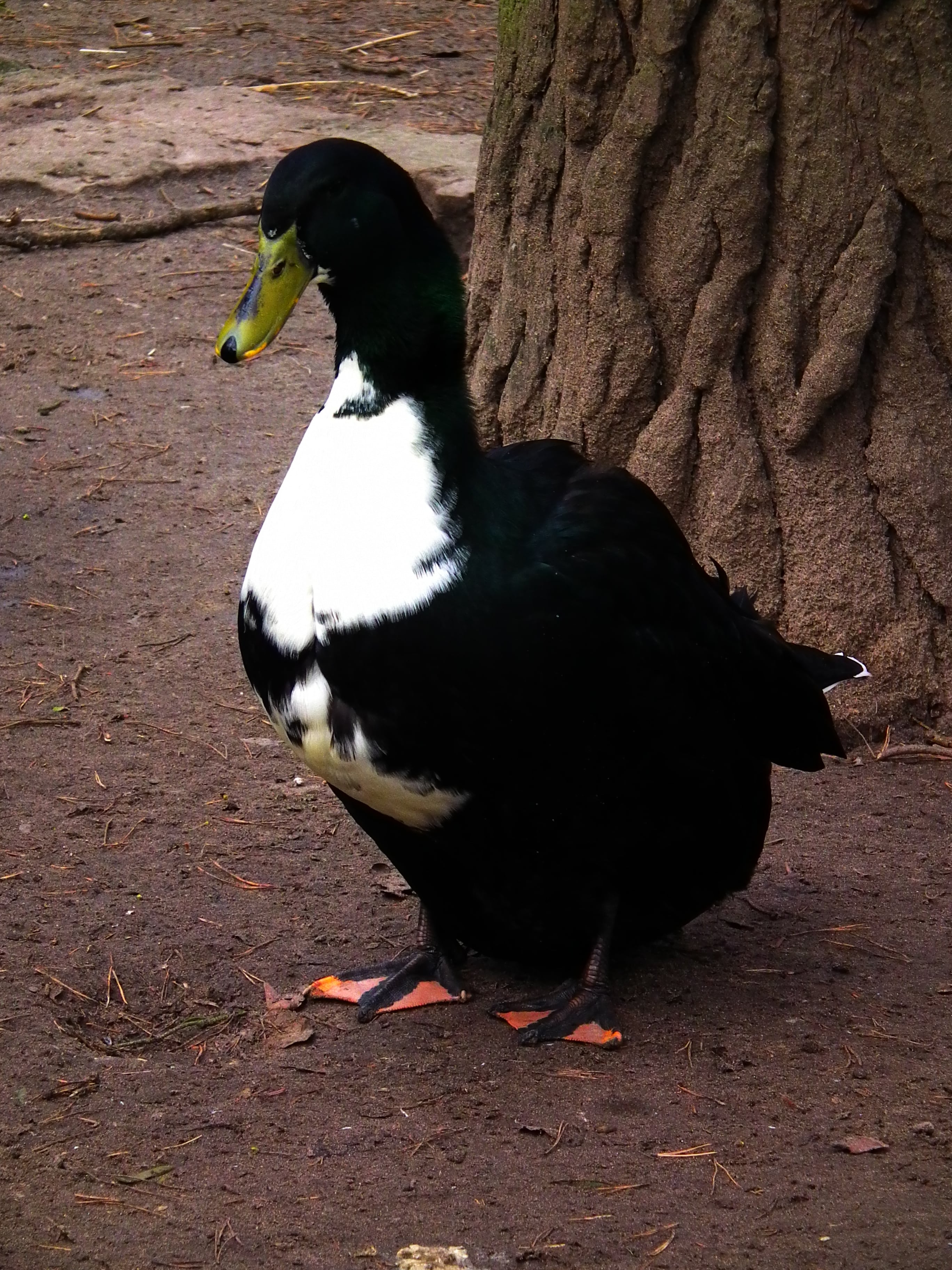 Pomeranian Black Duck