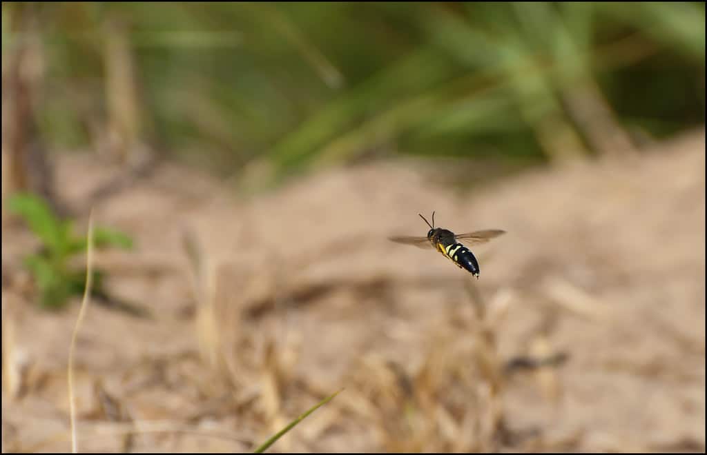 Eastern Cicada-Killer Wasp - Types of Wasps in North Carolina