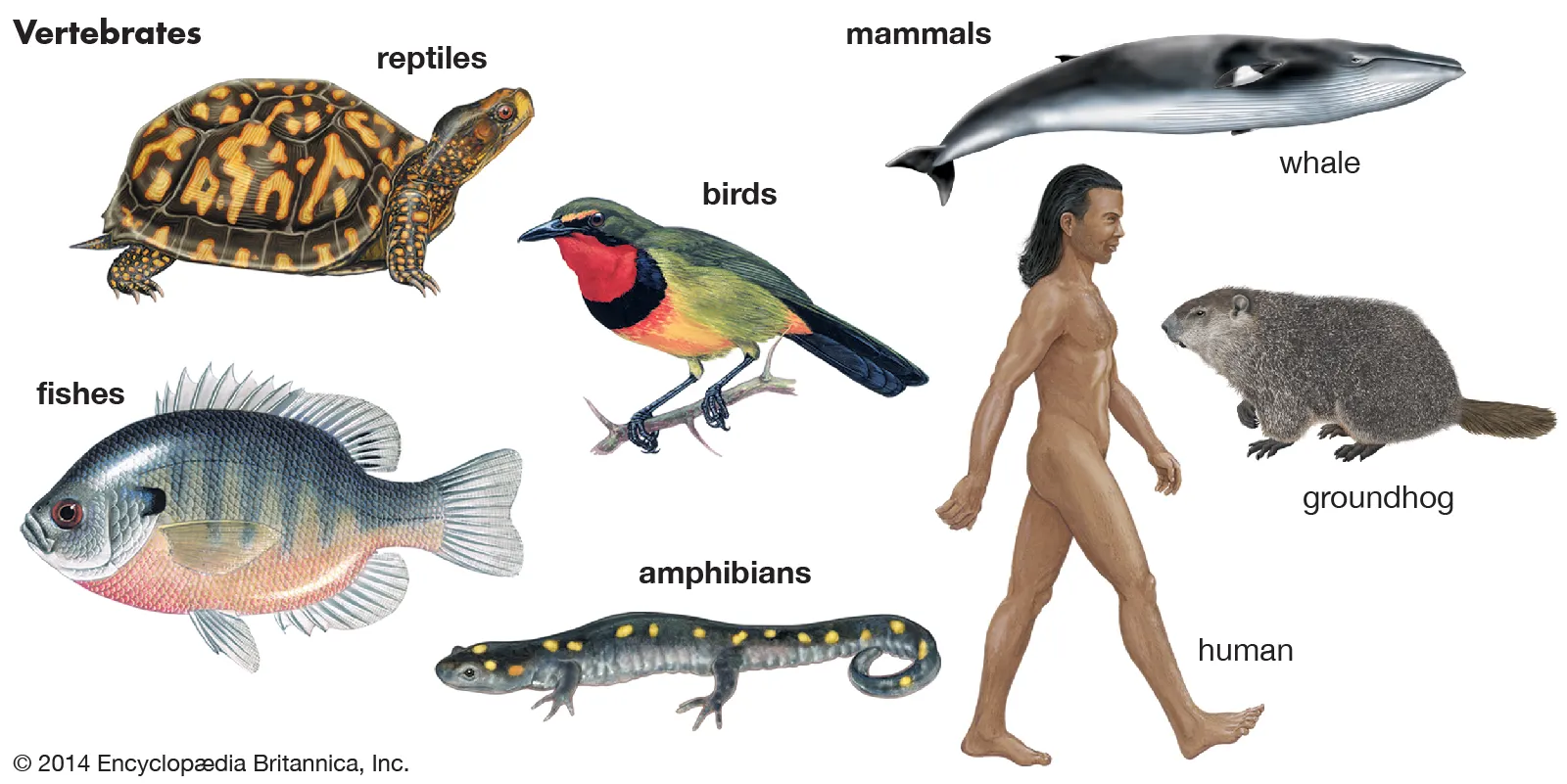 Animals With Backbones