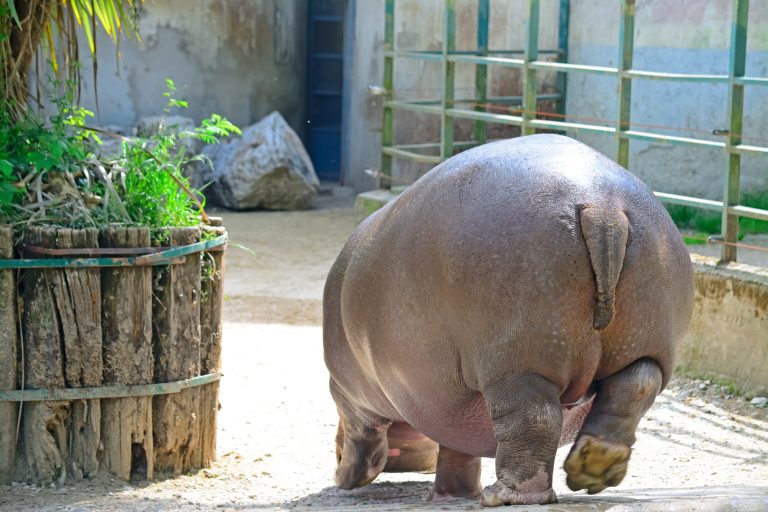 11 Popular Animals With Big Butts