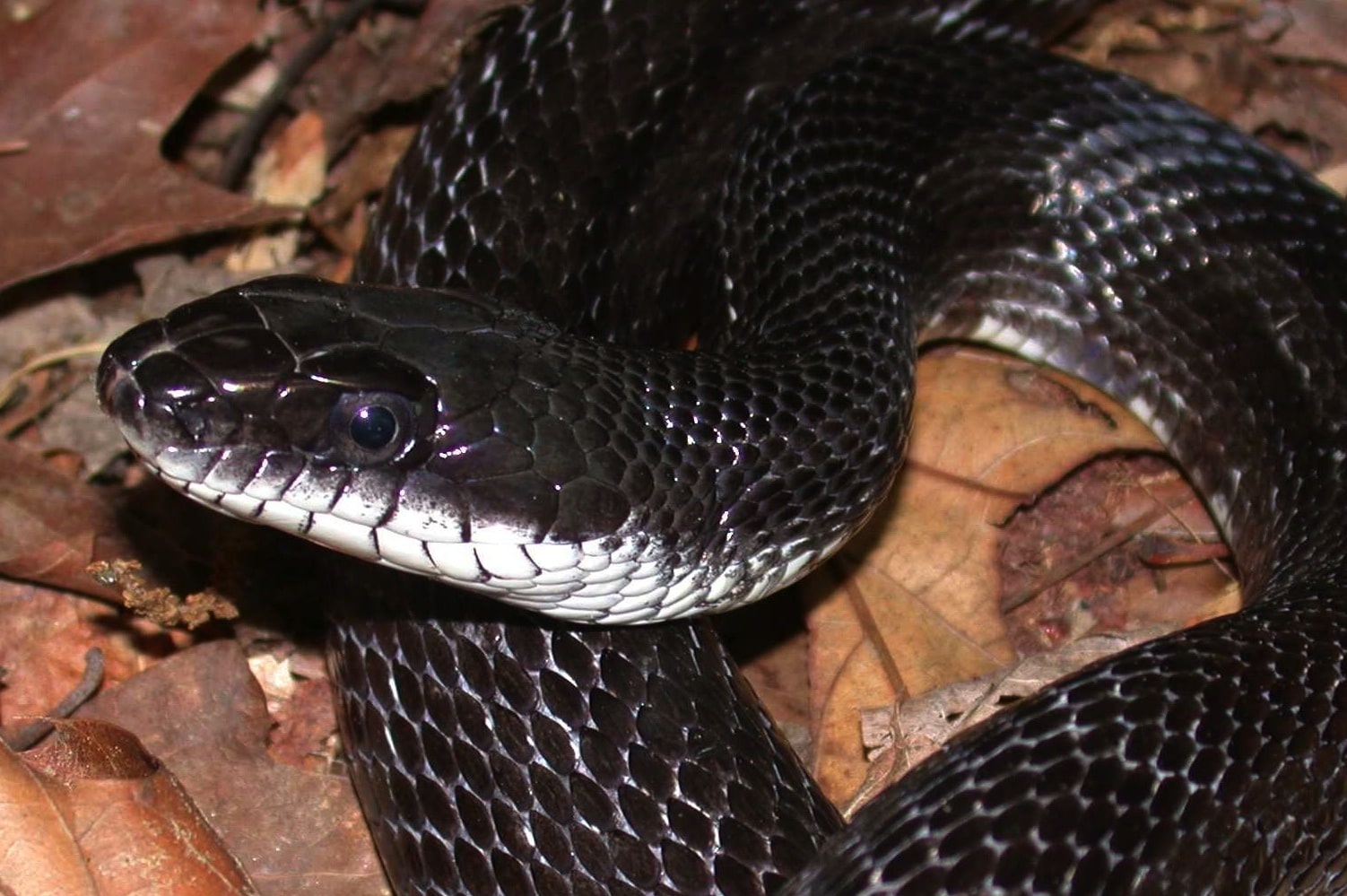 Black Snake With White Belly