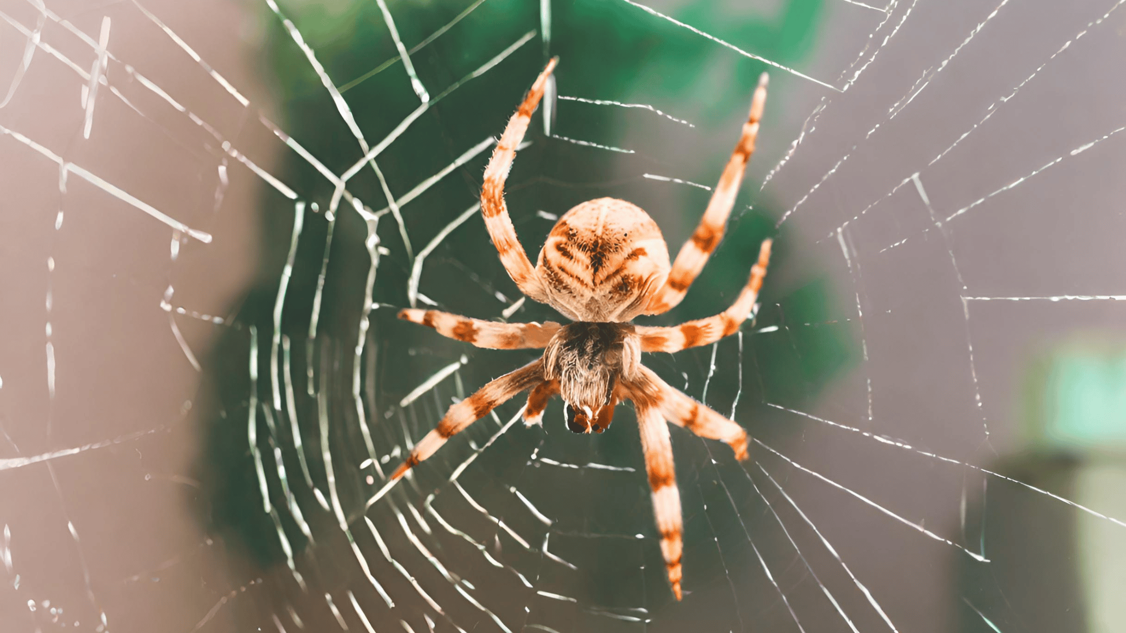 Insects That Eat Spiders