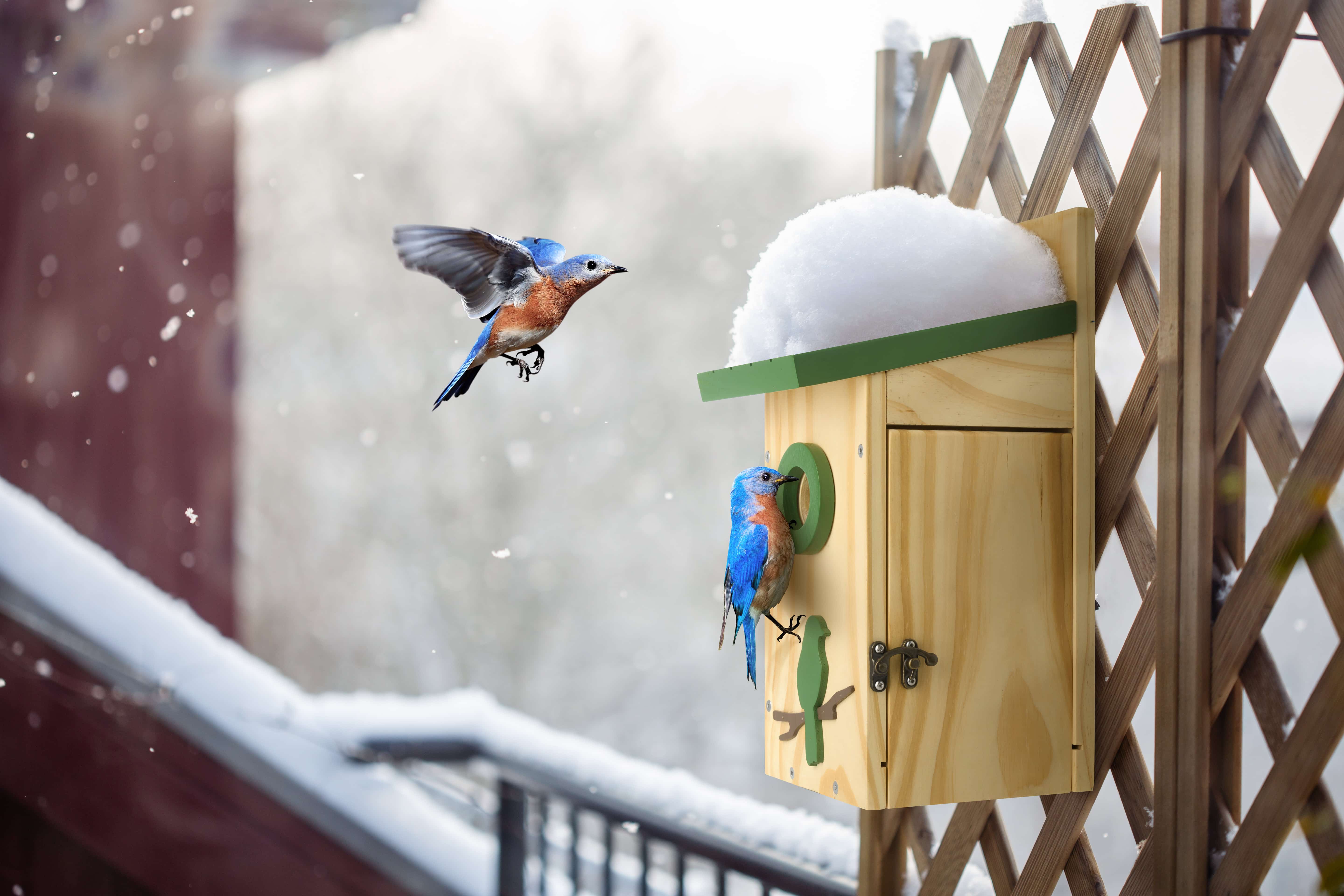 Kingsyard Classic Bird House with Predator Guard $27.99