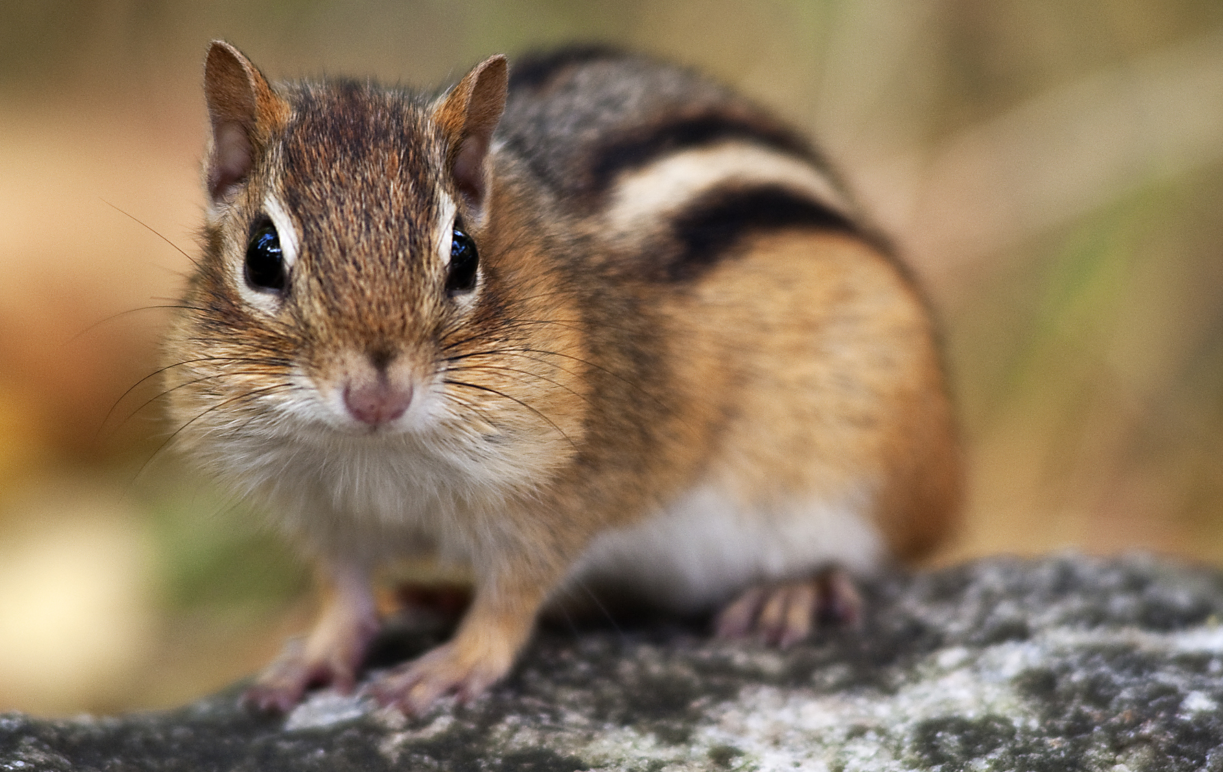 Types of Chipmunks