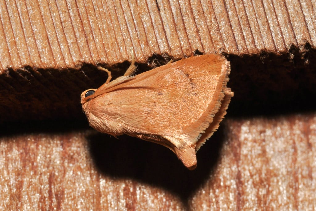 Abbreviated Button Slug Moth - types of moths in north carolina