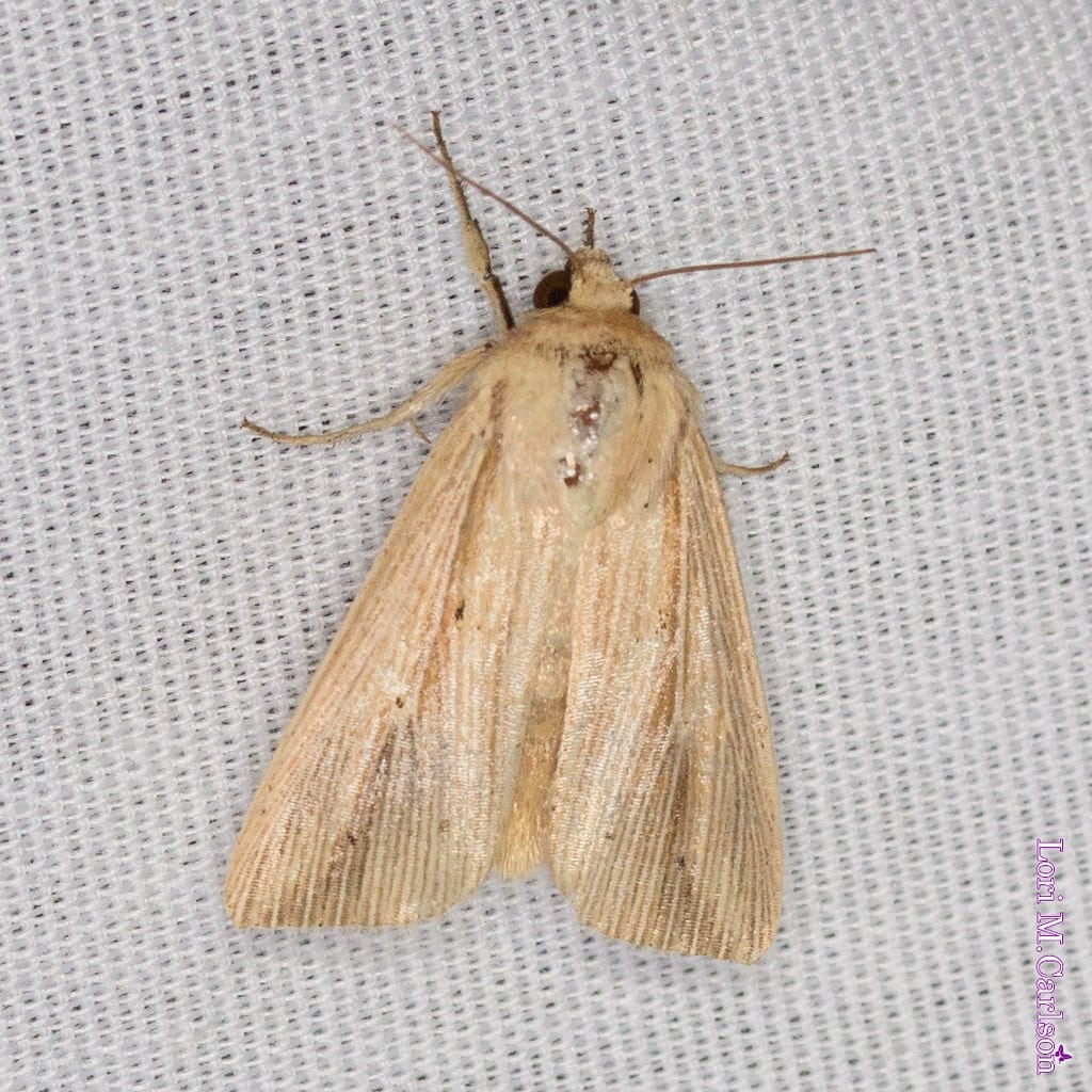 Adjutant Wainscot Moth