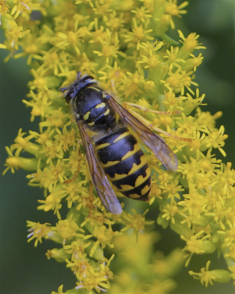 Aerial Yellowjacket