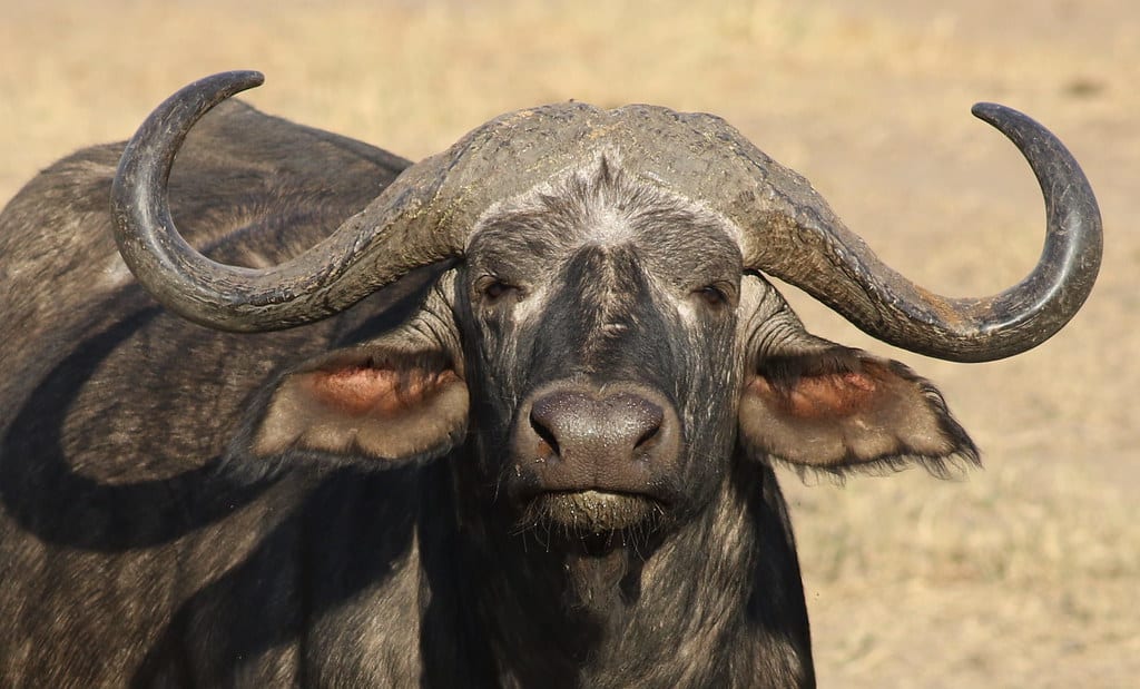 Africa Buffalo