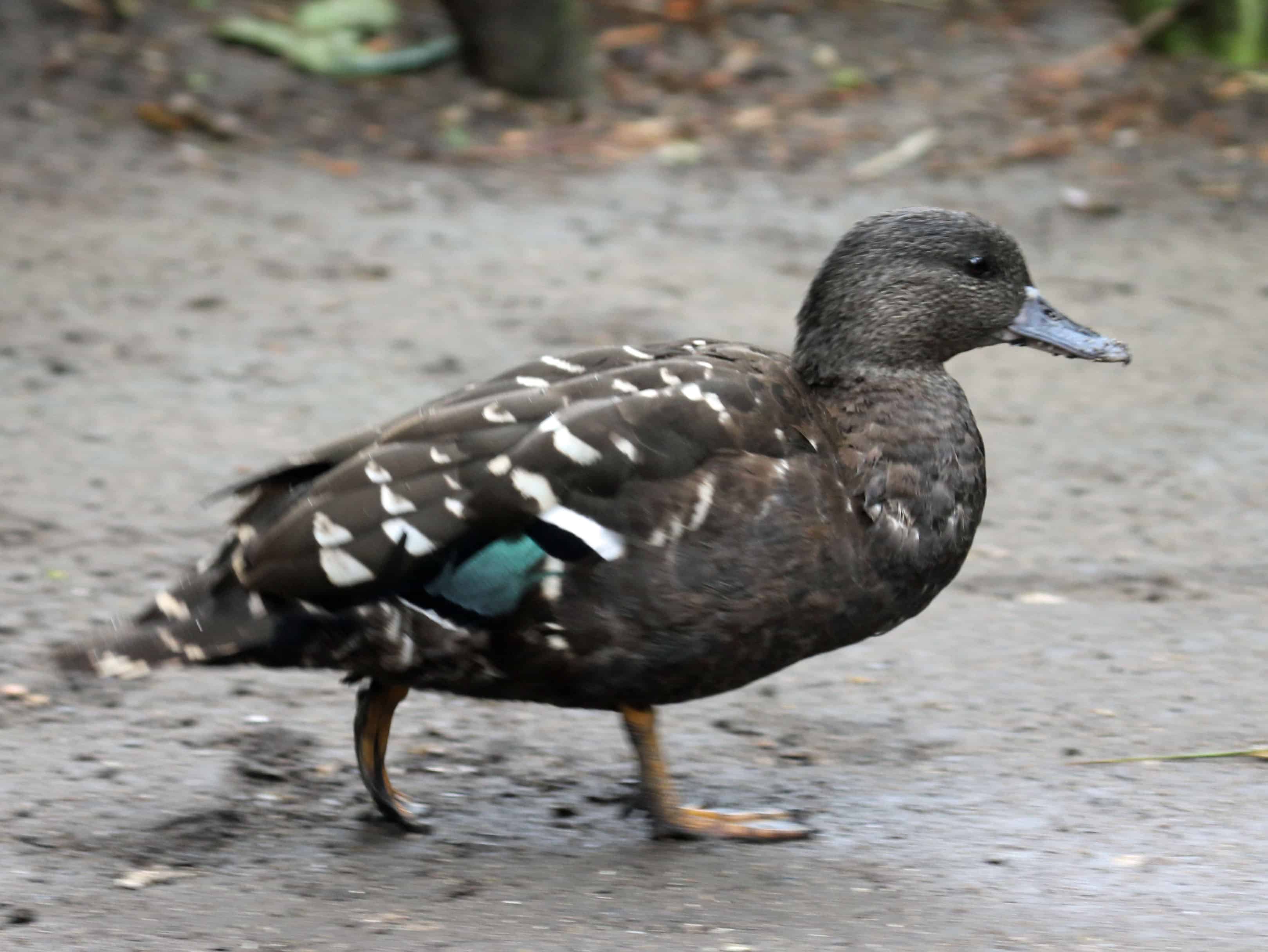 African Black Duck