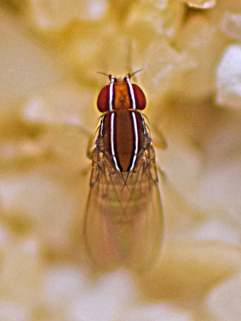 African Fig Fly - Types of Flies in South Carolina