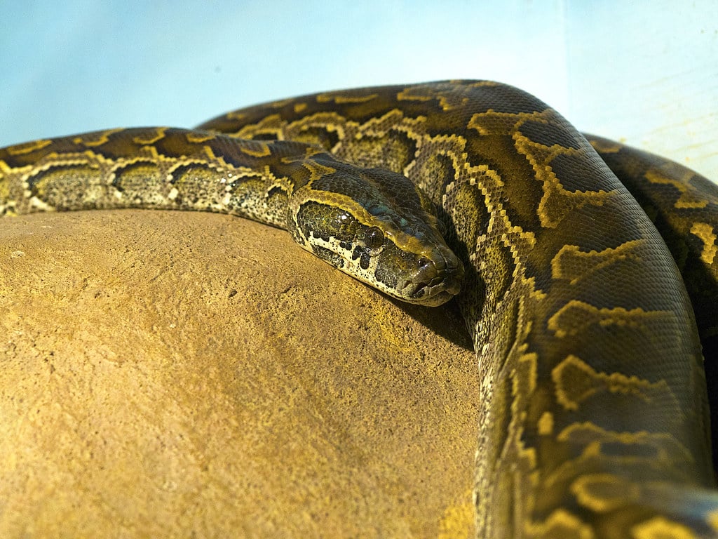 African Rock Python - Animals That Live in the Savanna