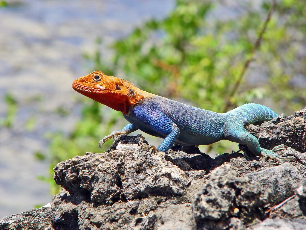 Agamas