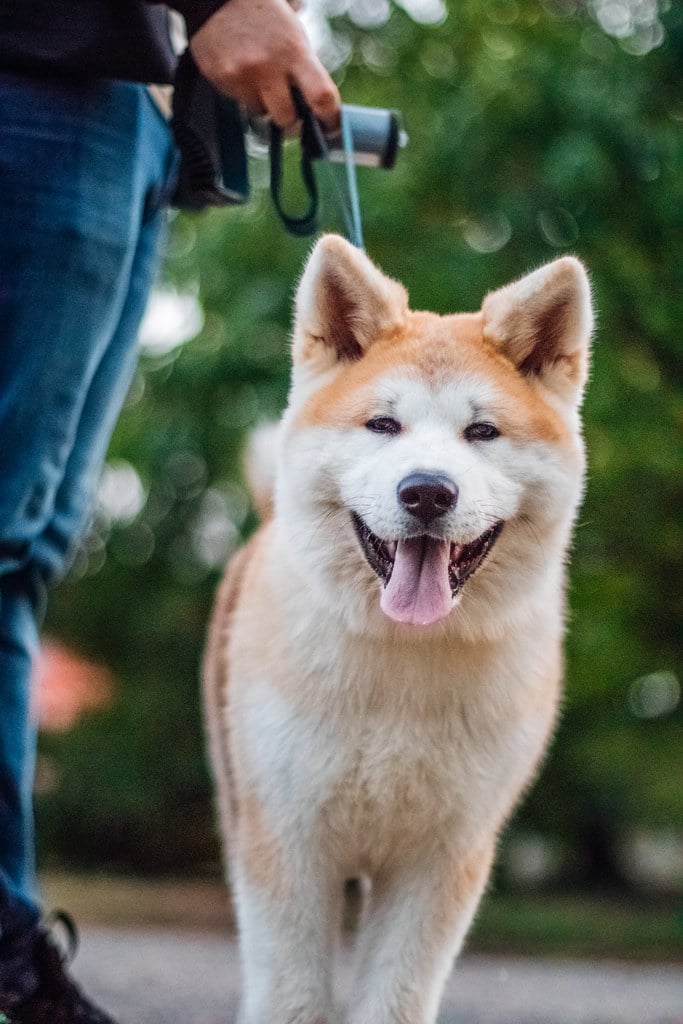 Akita Inu