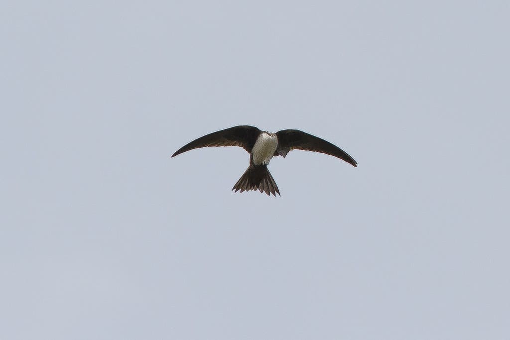 Alpine Swift