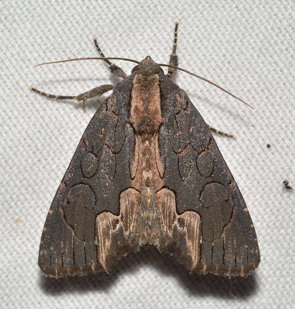 American Bird's-Wing Moth