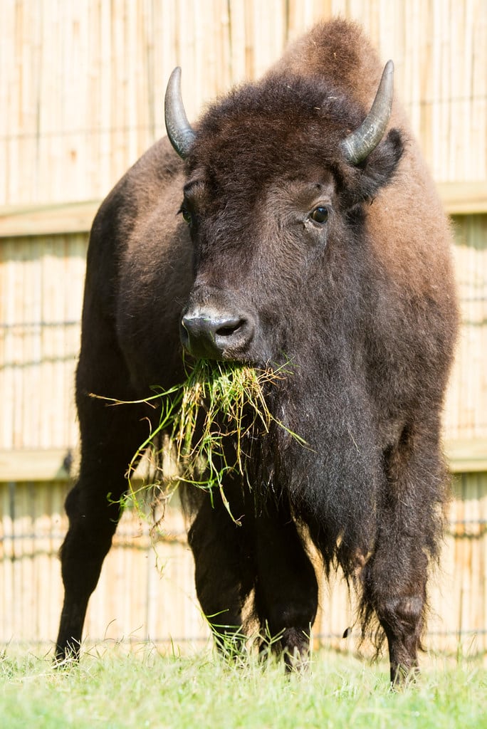 American Bison